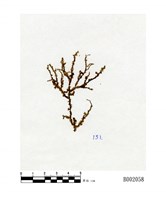 藏品(日本光萼蘚)的圖片